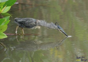 IMG_2520