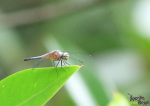 IMG_2539