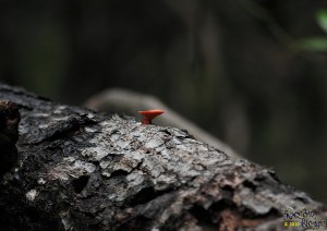 IMG_2597