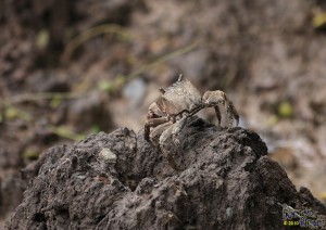 IMG_2619