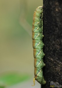 IMG_2696